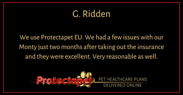 Customer review explaining Protectapets excellent customer care and service